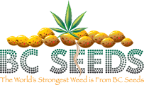 Logo - bcseeds.com