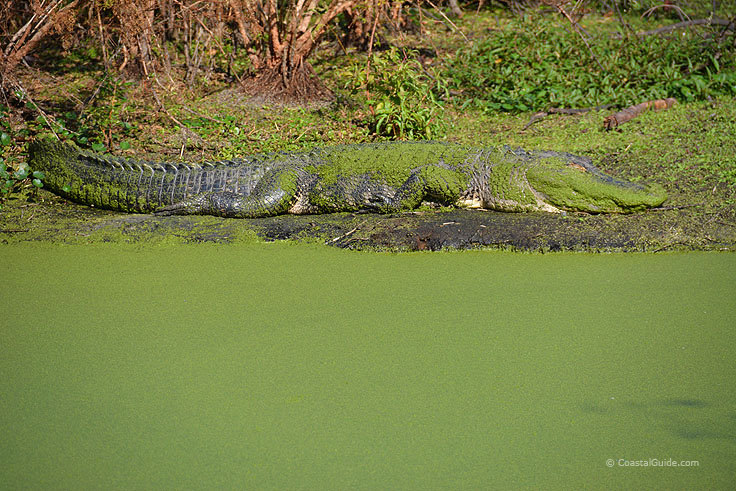 An alligator suns adjacent to Port Royal Boardwalk