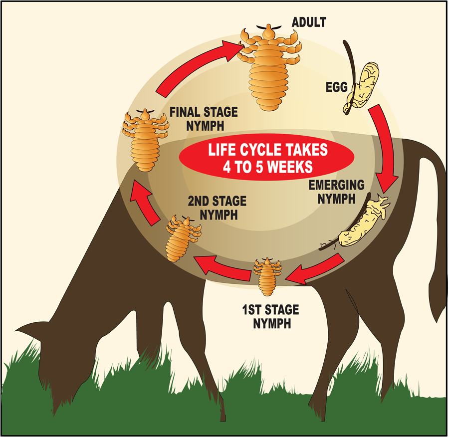 Head Lice Life Cycle