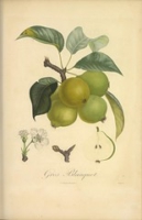 Flickr image:Pomologie française - Illustration