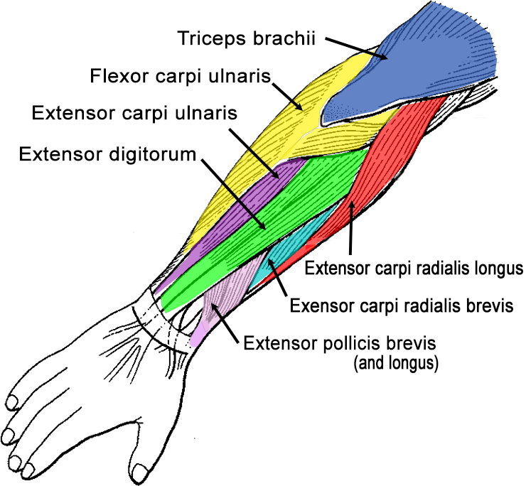 Arm Muscles Diagram Biology Diagrams Images Pictures Of Human Anatomy ...