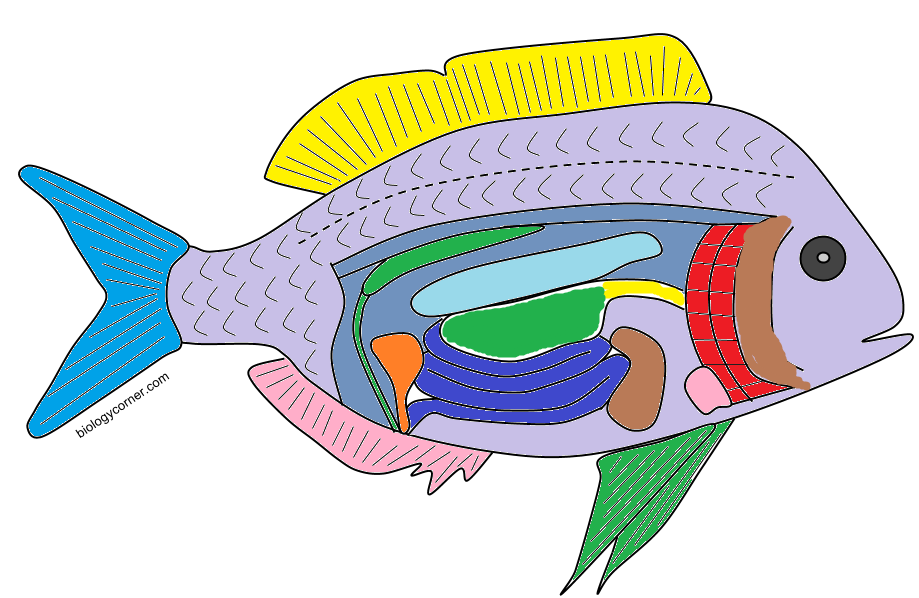 Fish Dissection Diagram