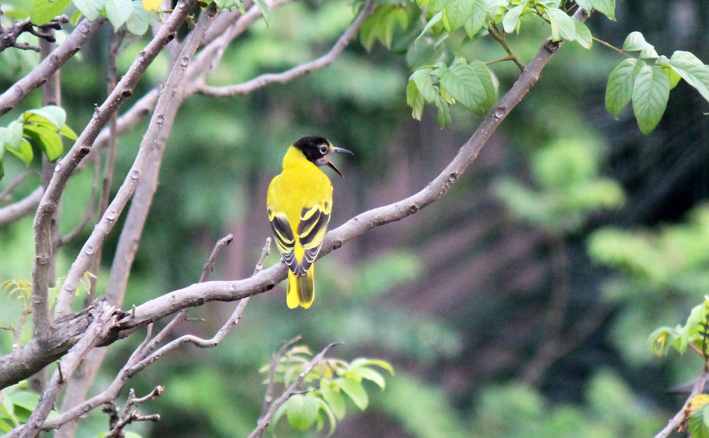 Black Hooded Oriole (Juvenile)