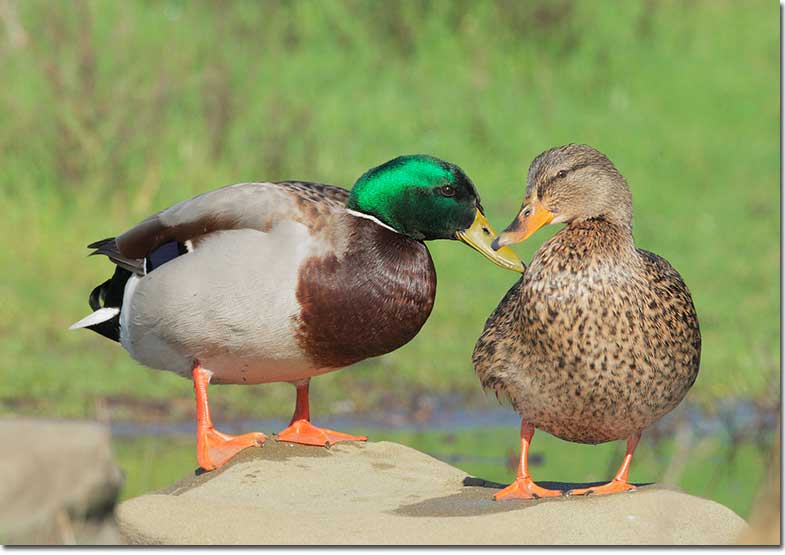 Mallard pair