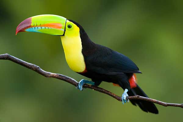 toucans