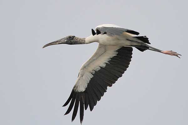 wood stork