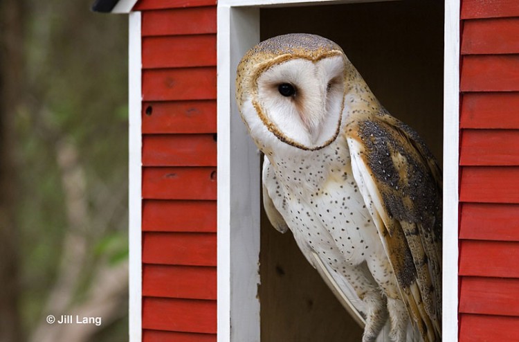 Barn Owl