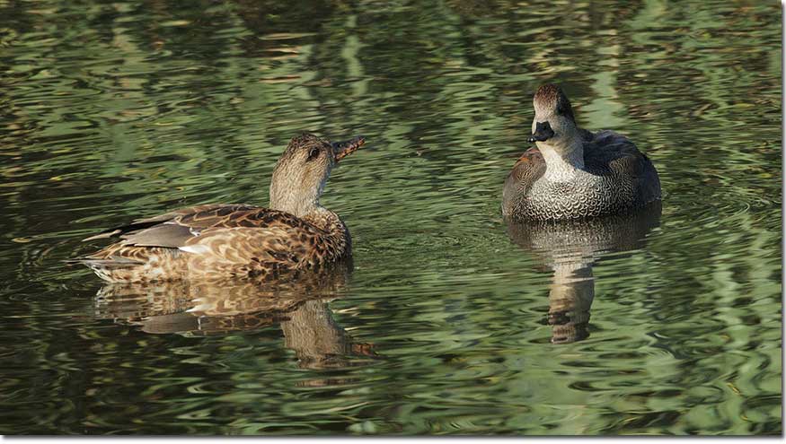 Gadwall pair