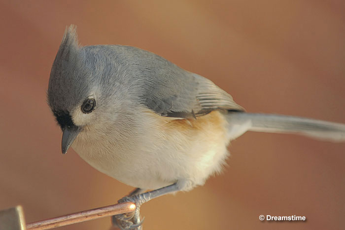 Tufted Titmouse