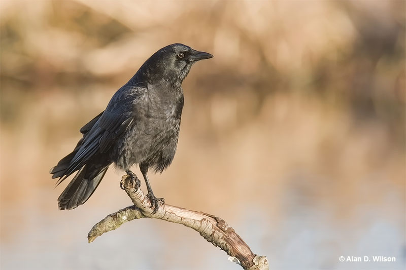 American Crow