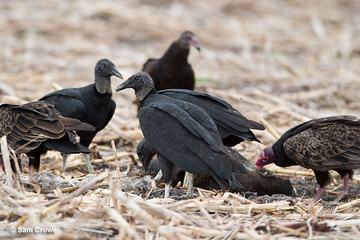 Black Vultures