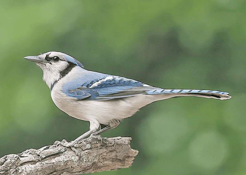 blue jay