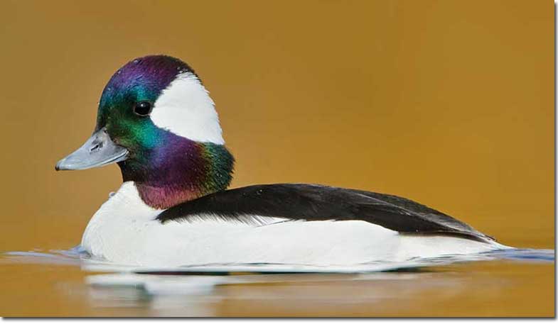 Bufflehead