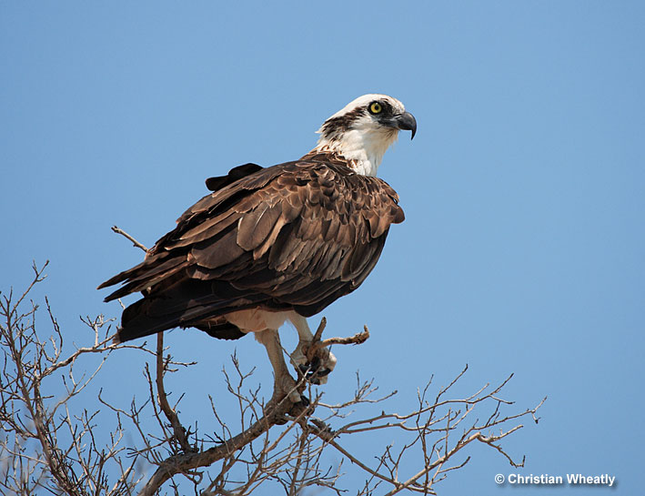 Osprey