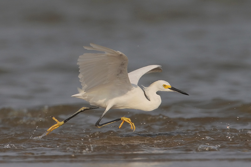 Snowy Egret