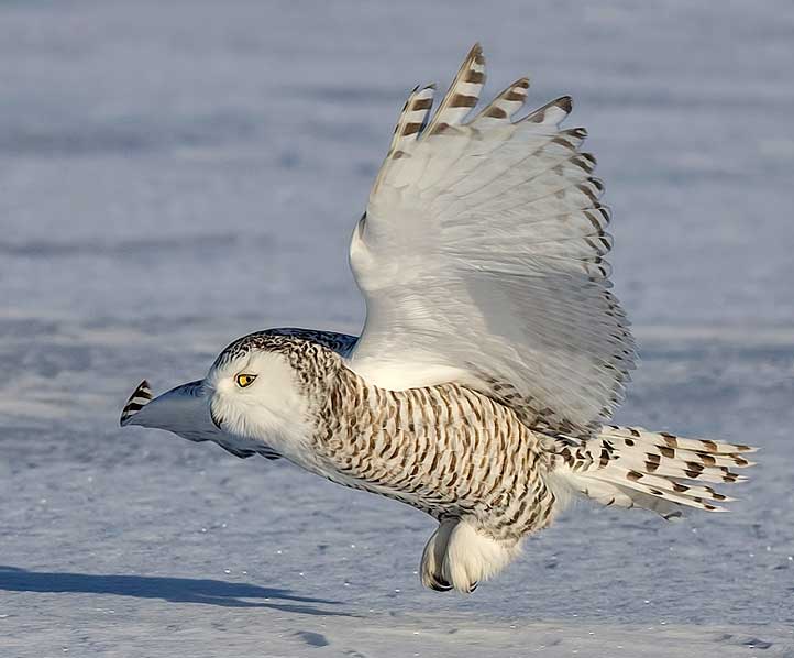 Snowy Owl