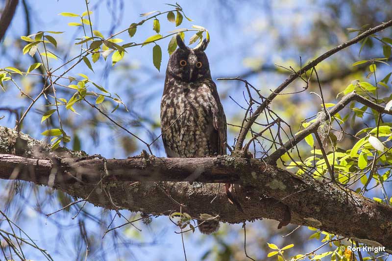 Stygian Owl