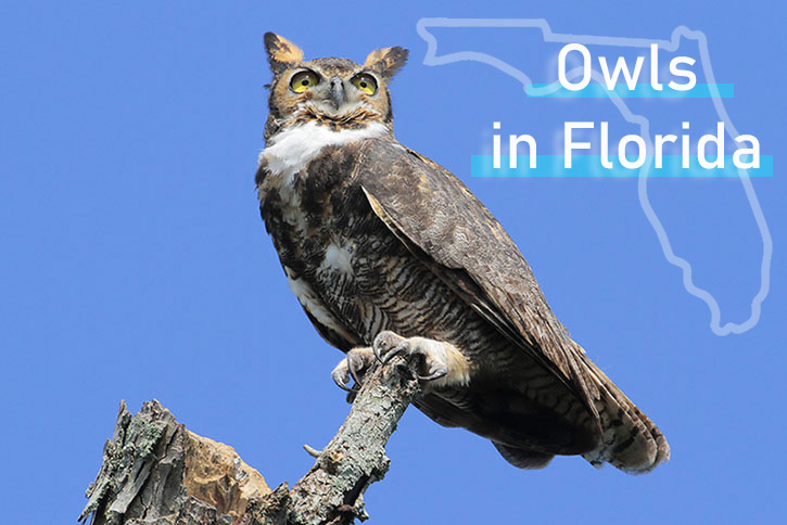 Owl in Florida sitting on branch