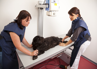 Veterinary assistants and laboratory animal caretakers