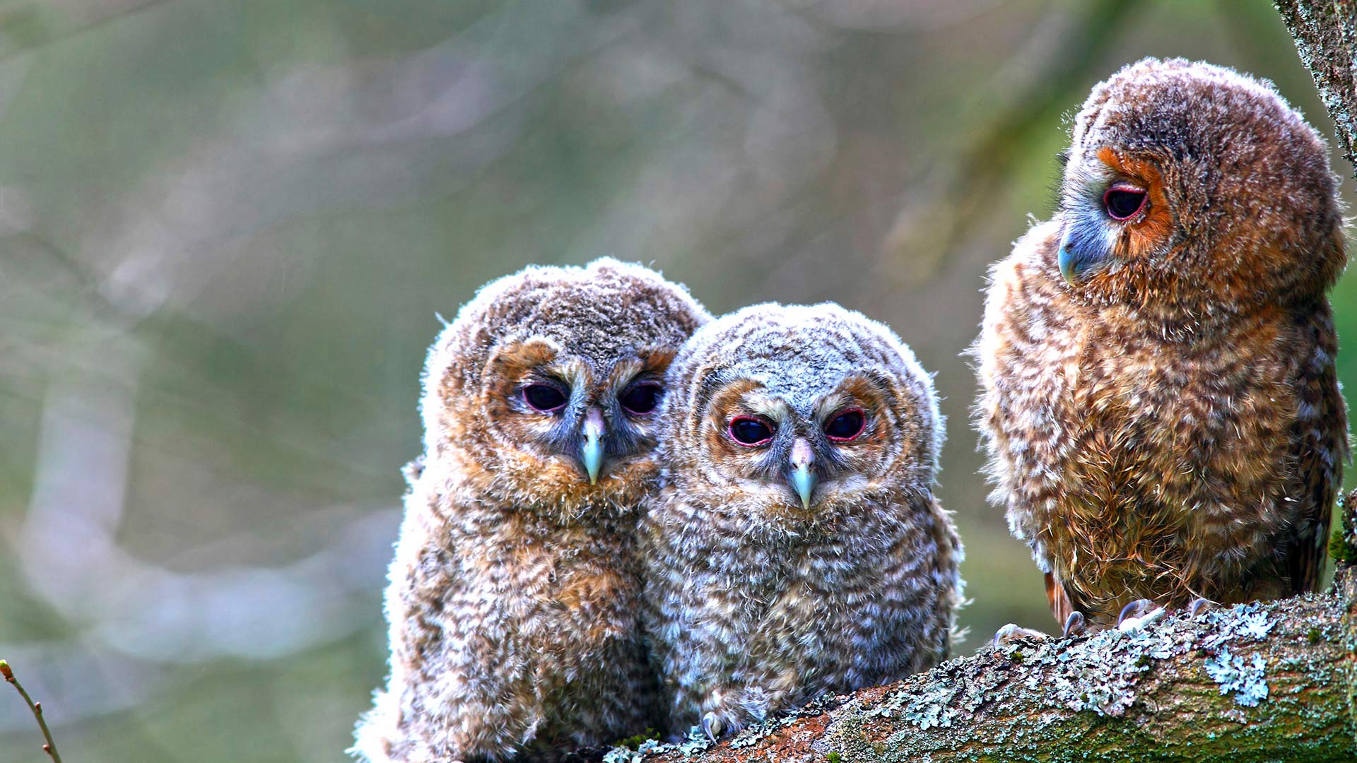 Young Tawny Owls