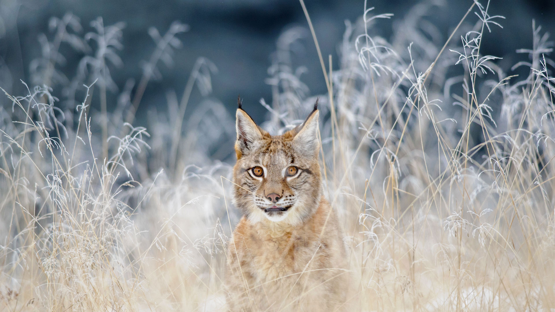 Winter Lynx