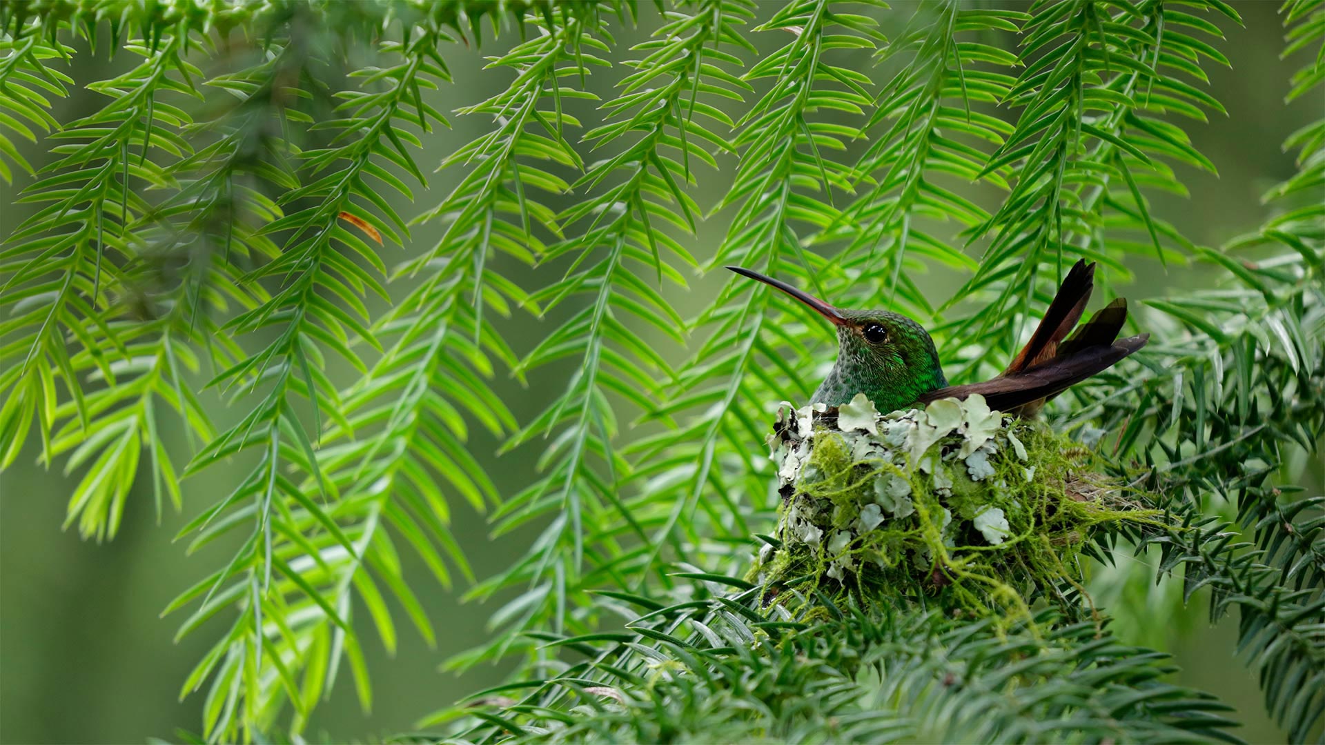 Rufous Tailed