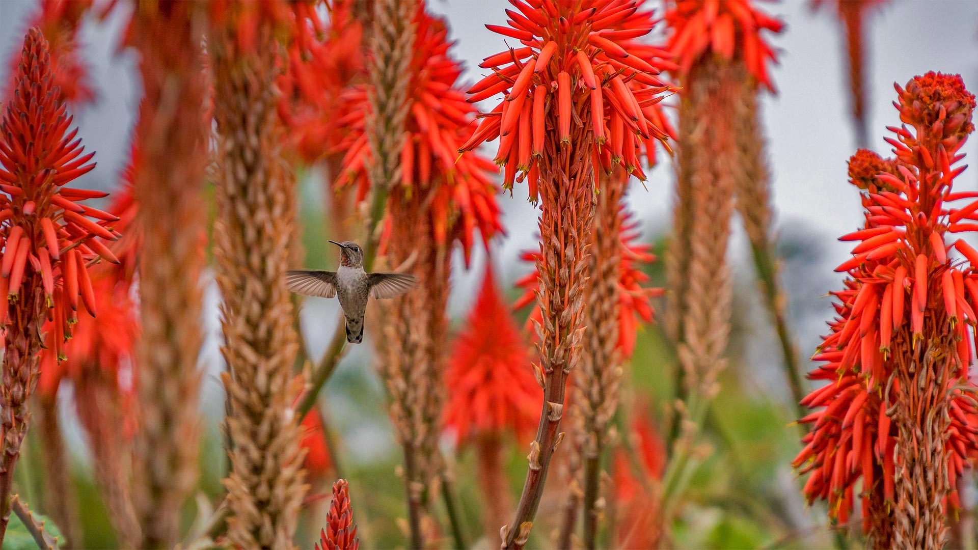 Blooming Aloe