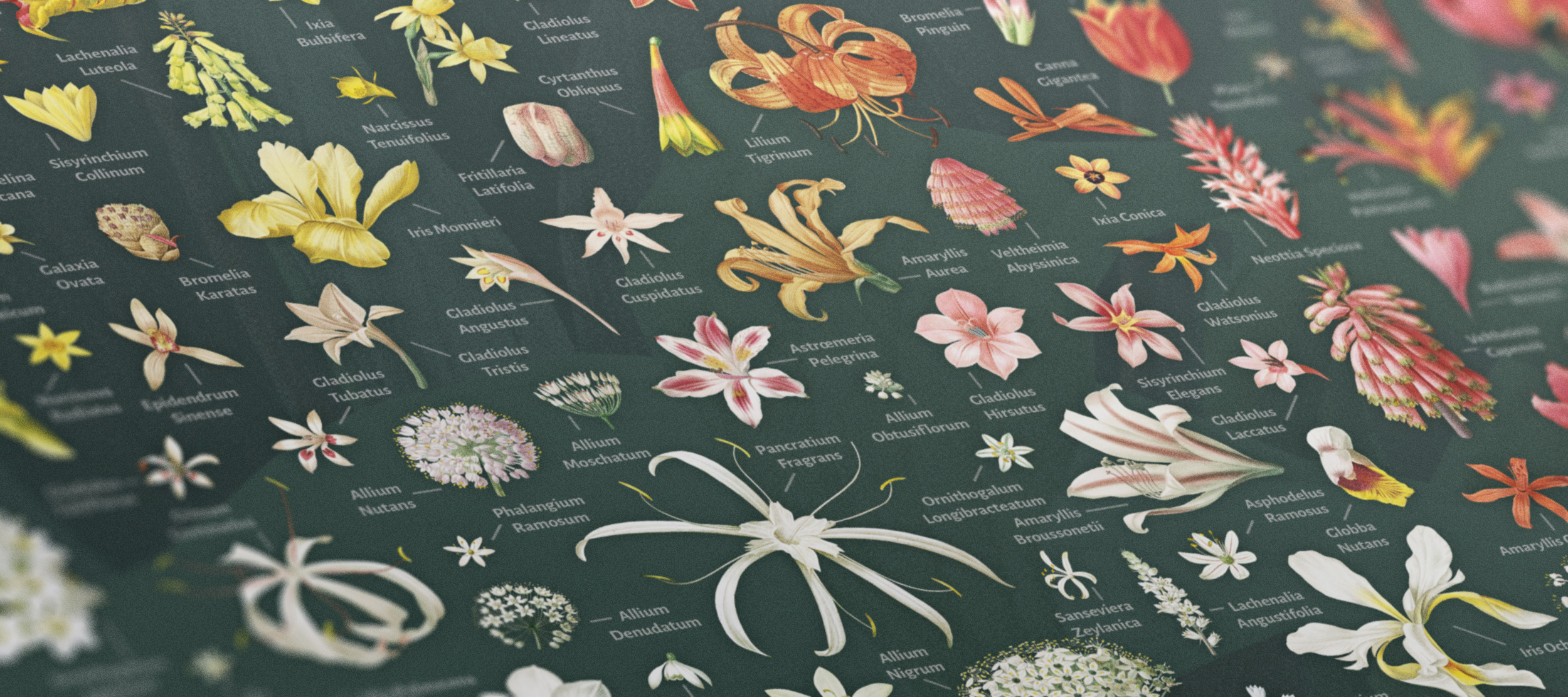 Close up of poster of lilies