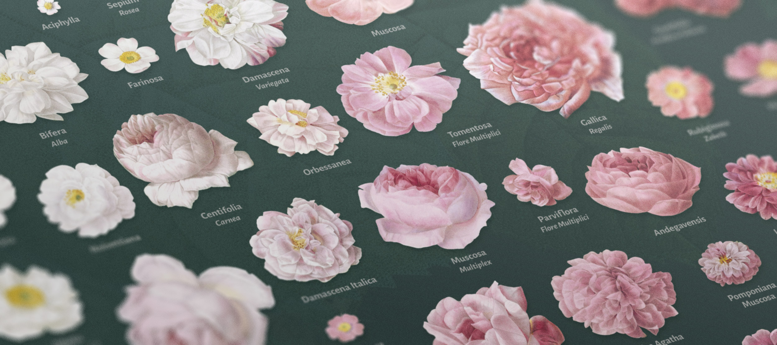 Close up of poster of roses