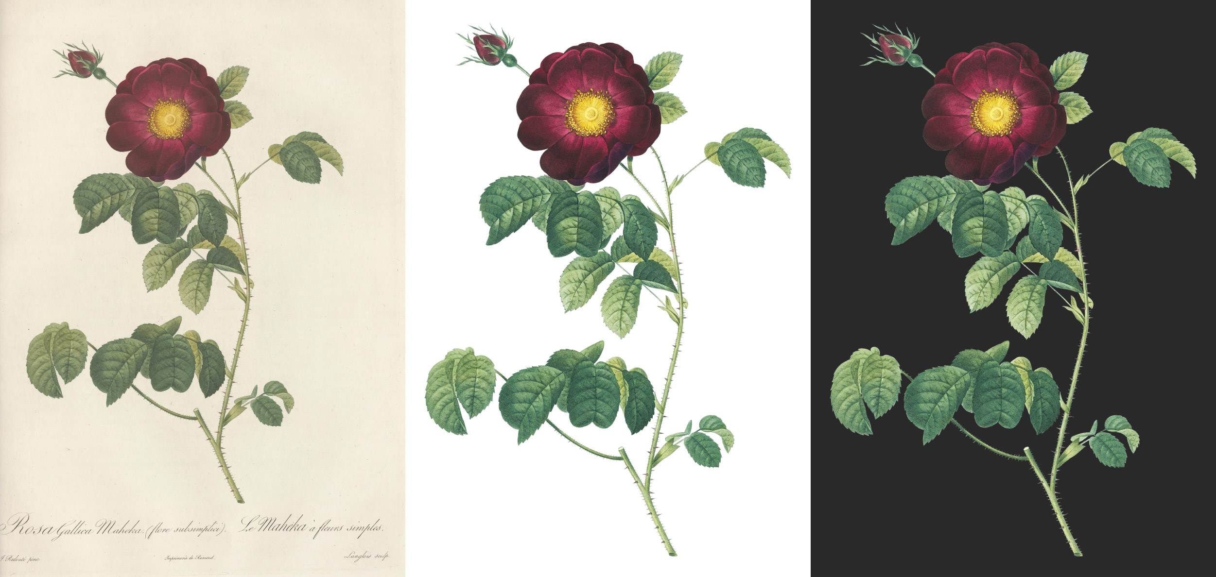 Steps of restorting a rose illustration