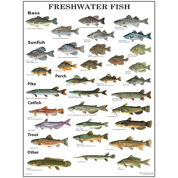 North American Freshwater Fish Chart - vrogue.co