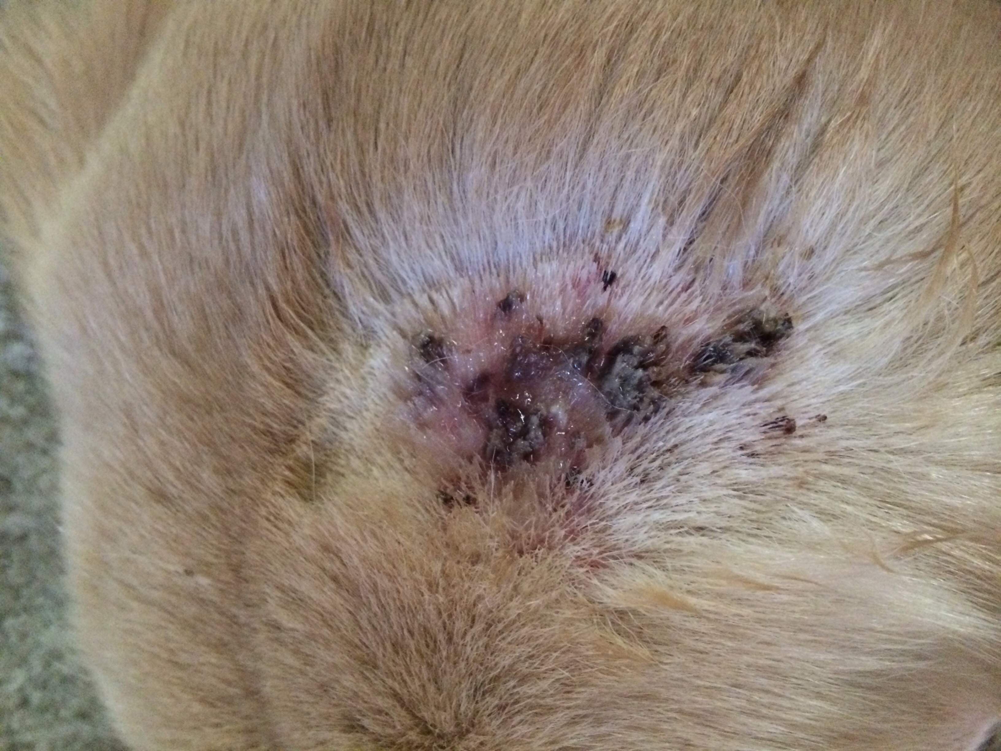 Why does he have these scabs? (With gross pictures) | Golden Retriever ...