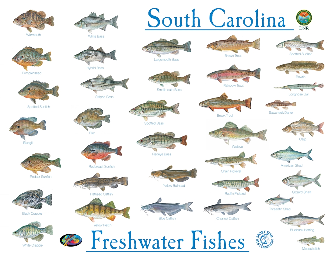 Types Of Freshwater Fish Chart