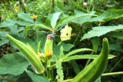 growing-okra