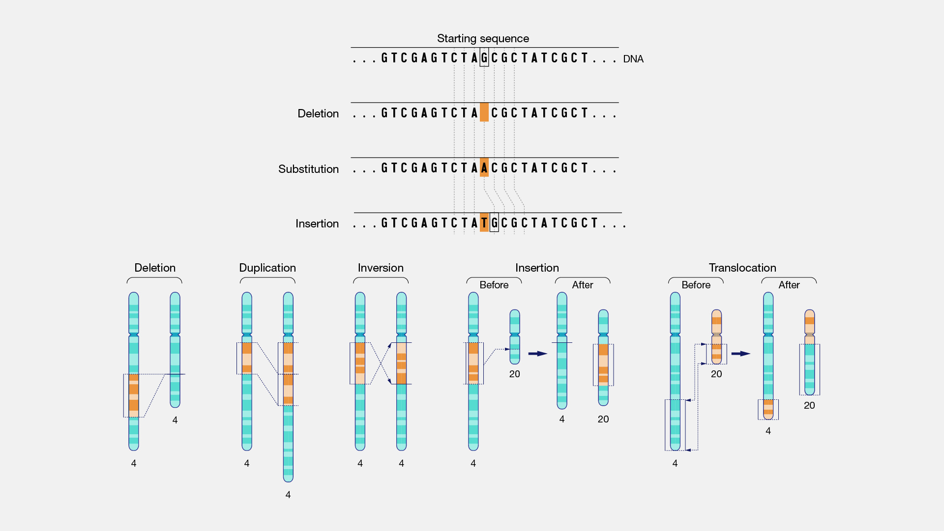 Genetic Mutations Definition Types Causes And Example - vrogue.co