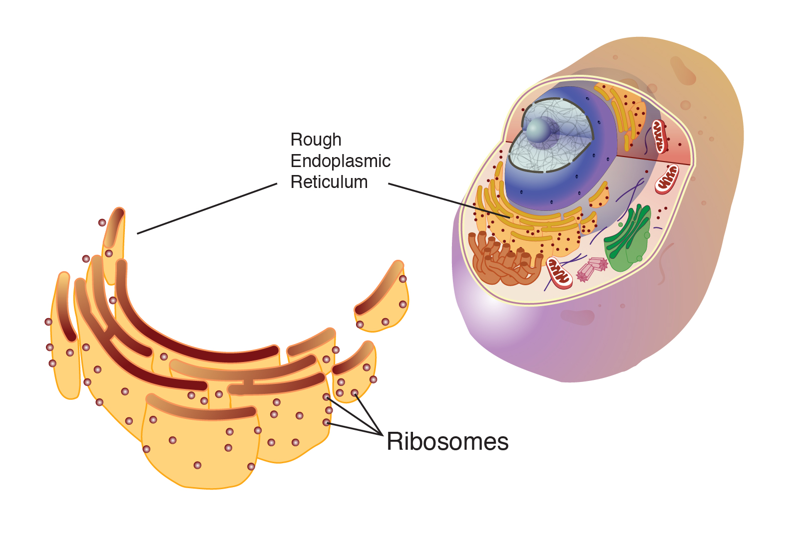 What Is Ribosomes