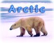 Arctic