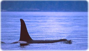 Orca in the icy waters of Antarctica