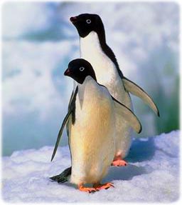 Adelie penguins in Antarctica