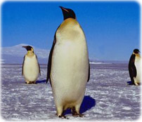 Pinguins