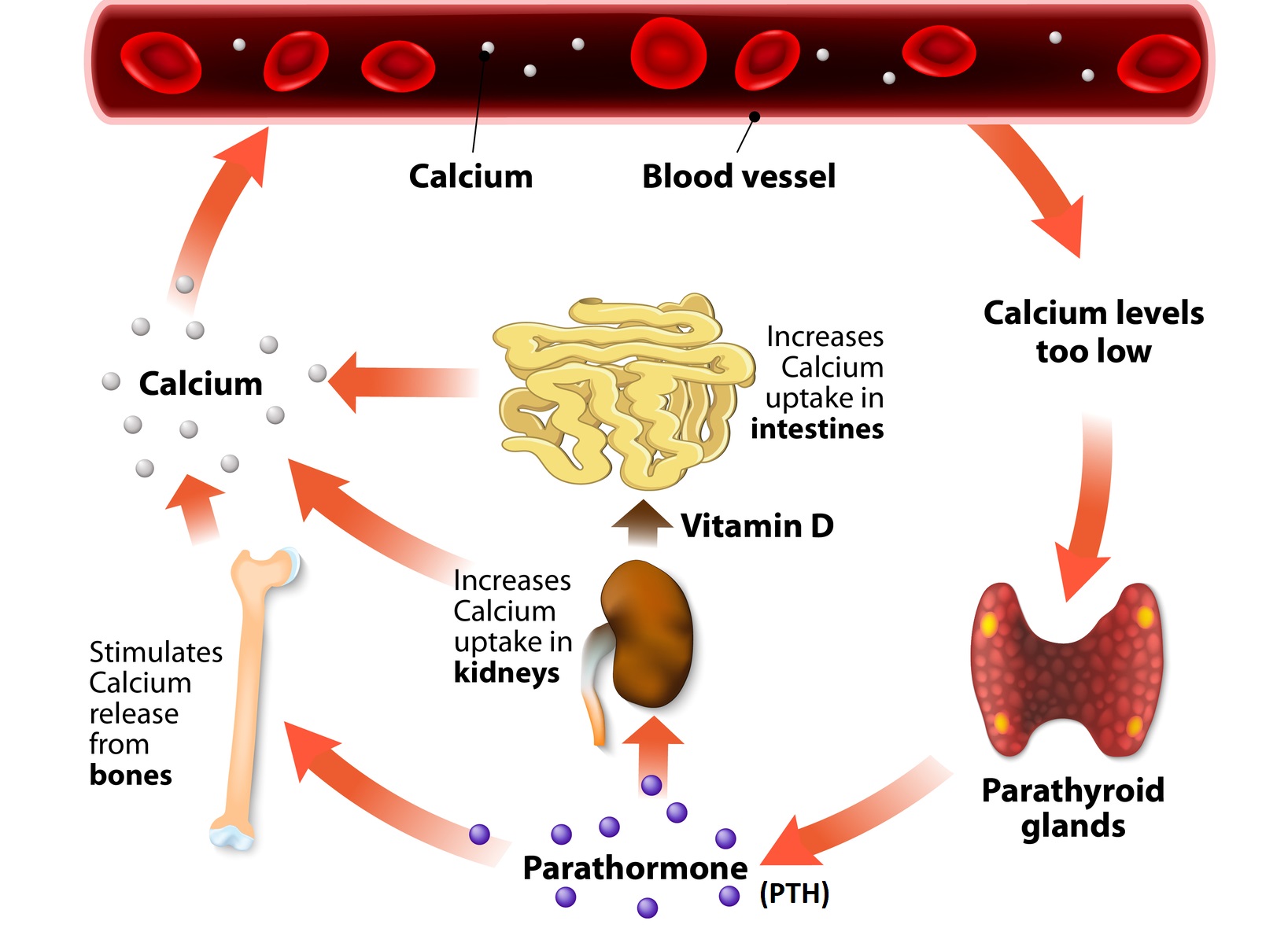 Vitamin D Calcium Relationship at kennethajenkins blog