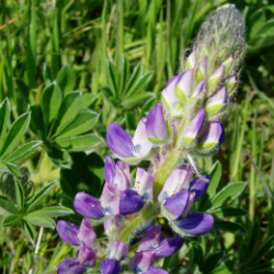 Spring bloom of bright purple.