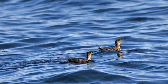 Two marbled murrelets swimming in the Pacific Ocean