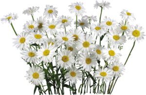 Camomile PNG File PNG Clip art