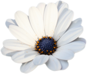 Camomile PNG HD Photo PNG Clip art