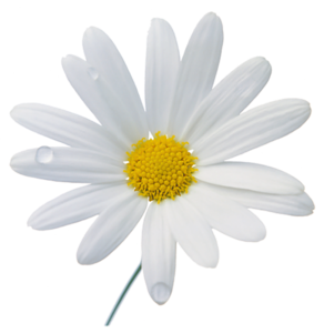 Camomile PNG Photos PNG Clip art