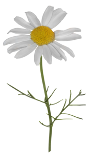 Camomile PNG Transparent File PNG Clip art