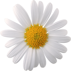 Camomile PNG Transparent Image PNG Clip art