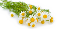 Camomile PNG Transparent Photo PNG Clip art