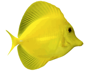 Angelfish PNG Free Download PNG Clip art